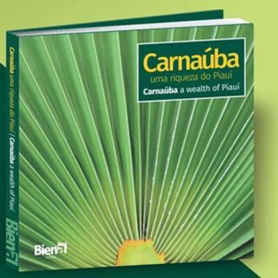 Carnaúba, uma riqueza do Piauí